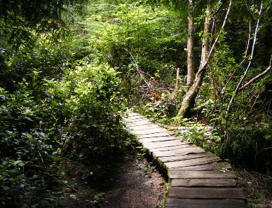 The first section of boardwalk on Cape Flattery Trail