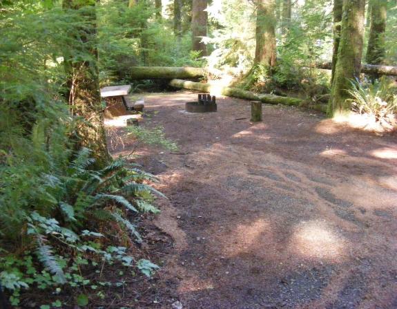 Loop A site 1 Olympic National Park Mora Campground
