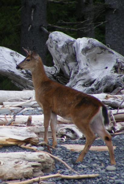 Rialto Beach - Olympic National Park - Deer on the Beach