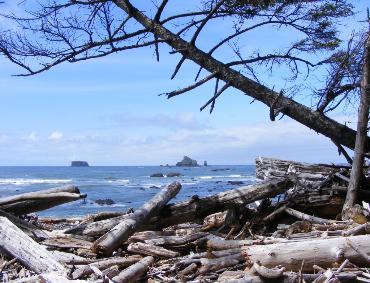 Rialto Beach - Olympic National Park - View from the Trees