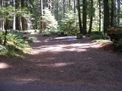 Staircase Campground Site 03 - Olympic National Park