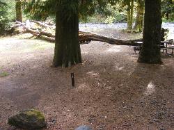 Staircase Campground Site 12 - Olympic National Park
