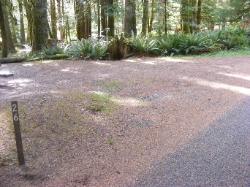 Staircase Campground Site  26 - Olympic National Park