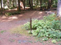 Staircase Campground Site  27 - Olympic National Park
