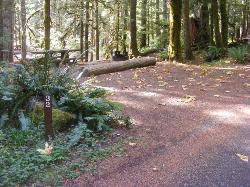 Staircase Campground Site  32 - Olympic National Park