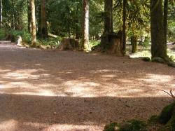 Staircase Campground Walk-in Sites  - Olympic National Park