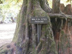 Staircase Campground Walk-in Sites  - Olympic National Park