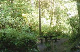 Willaby Campground Olympic National Park Site 17