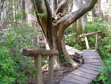 Cape Flattery Boardwalk