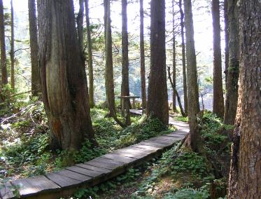 Cape Flattery Trail Boardwalk Near Olympic NP