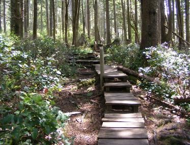 Boardwalk Steps at Cape Flattery near Olympic NP