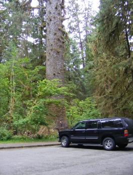 Hoh Rain Forest Area Big Spruce Tree