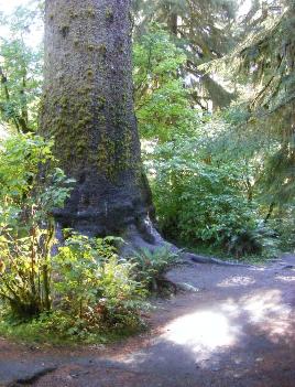 Hoh Rain Forest Area Big Spruce Tree