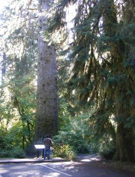 Hoh Rain Forest Area Big Spruce Tree