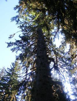 Hoh Rain Forest Area Big Spruce Tree