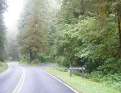 Hoh Rain Forest Area Big Spruce Tree