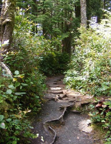 Olympic National Park Cape Flattery Stepping Stones and Root Steps