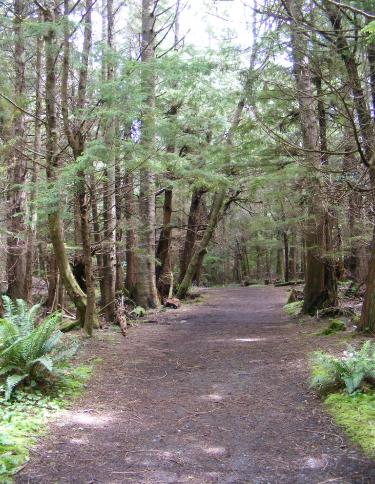 Cape Flattery Trail