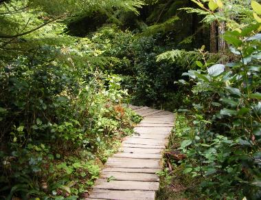 Cape Flattery is very jungle like at times