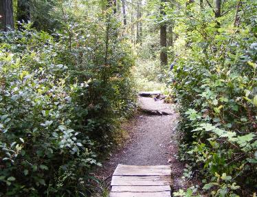 Watch your step on Cape Flattery Trail