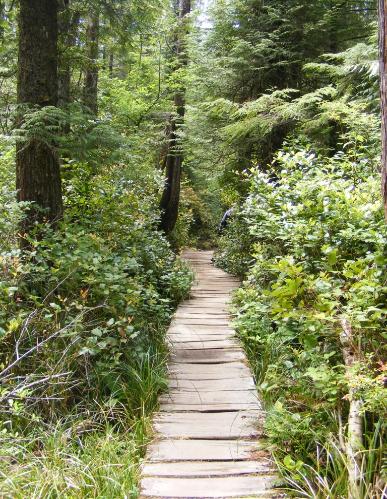 Cape Flattery Trail