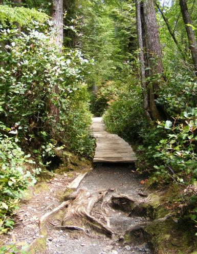 Cape Flattery Trail