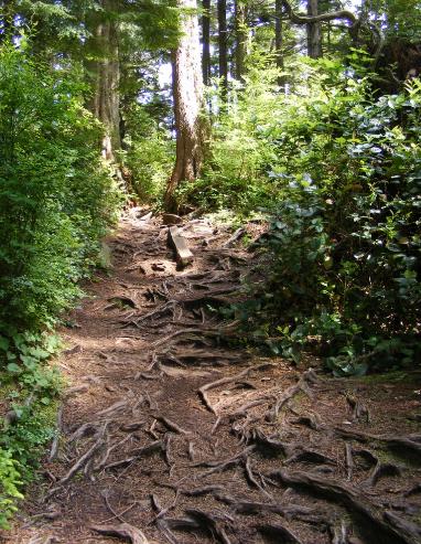 Tree roots along Cape Flattery Trail Olympic National Park