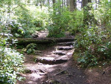 A fallen tree and roots make stairs