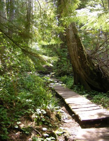 Olympic National Park Cape Flattery boardwalk