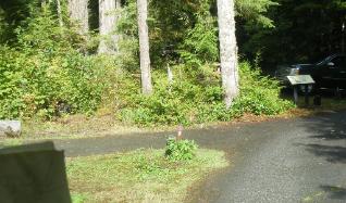 Heart O the HIlls Loop C site 39