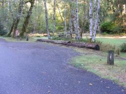 Loop A Site 02 Hoh Campground Olympic National Park