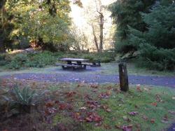 Loop A Site 04 Hoh Campground Olympic National Park