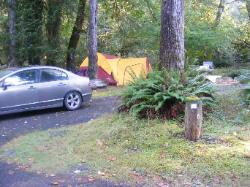 Loop A Site 06 Hoh Campground Olympic National Park