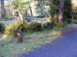 Loop A Site 07 Hoh Campground Olympic National Park