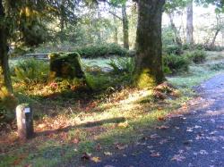 Loop A Site 09 Hoh Campground Olympic National Park