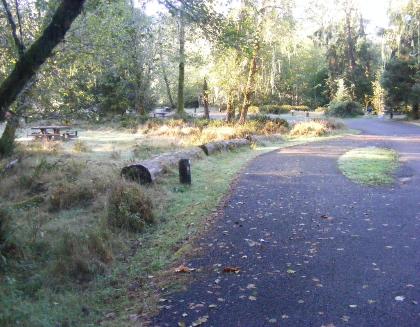 Loop A Site 12 Hoh Campground Olympic National Park