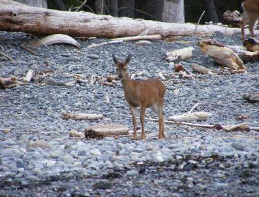 Rialto Beach - Olympic National Park - Deer on the Beach