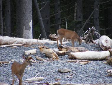 Rialto Beach - Olympic National Park - Deer on the Beach