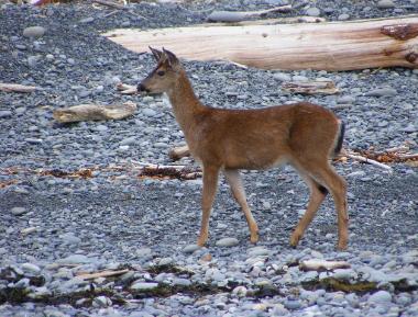 Rialto Beach - Olympic National Park - Deer on the Beach