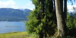 Lake Quinault Olympic National Park