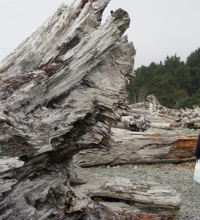 Rialto Beach - Olympic National Park