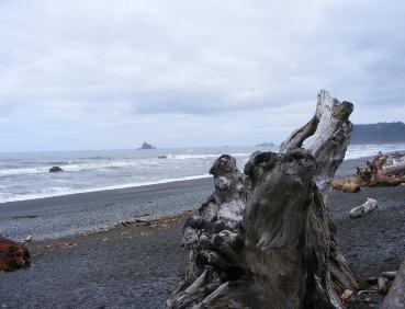 Rialto Beach Driftwood