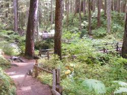 Sol Duc River Trail