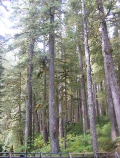 Sol Duc River Bridge