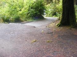 Sol Duc Campground Olympic National Park Site 27