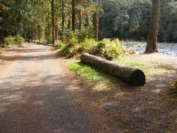 Staircase Campground  - Olympic National Park