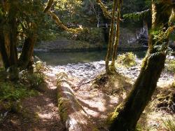 Staircase Campground Site 05 - Olympic National Park