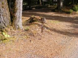 Staircase Campground Site 09 - Olympic National Park