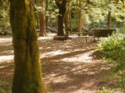 Staircase Campground Site 13 - Olympic National Park