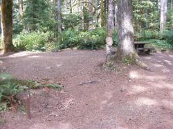 Staircase Campground Site 17 - Olympic National Park